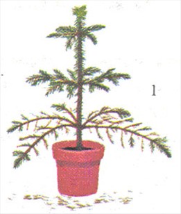 Stuegran - Araucaria excelsa - pasning