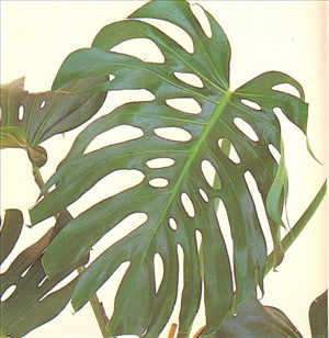 Fingerphilodendron - Monstera deliciosa - pasning