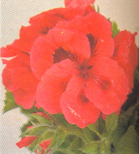 Pelargonie - Pelargonium - pasning