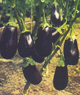 Aubergine - Solanum melongena