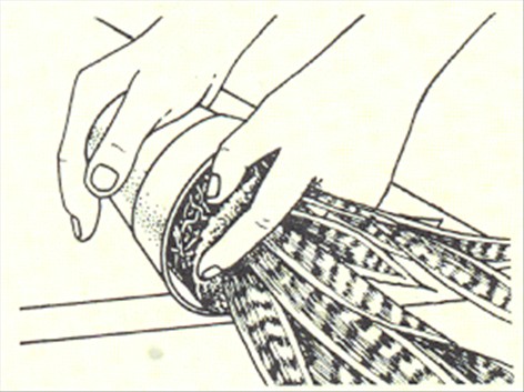 Svigermors skarpe tunge - Sansevieria trifasciata - pasning