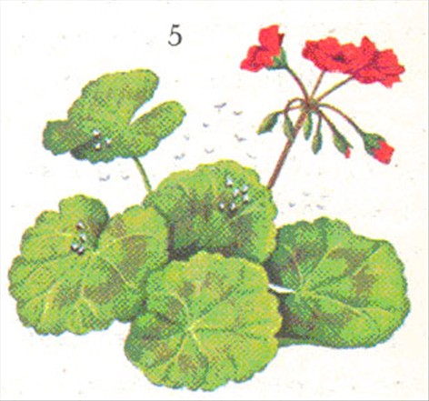 Pelargonie - Pelargonium - pasning