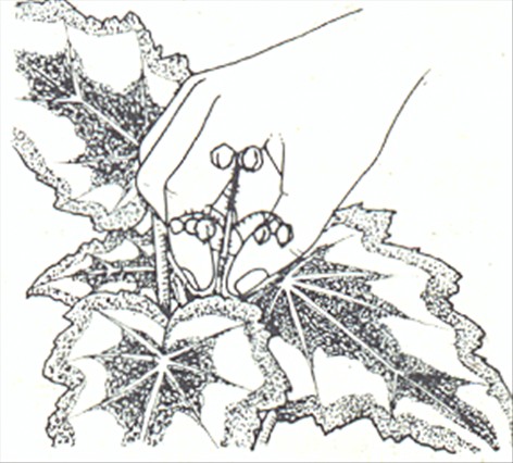 Bladbegonier - Begonia rex og Begonia masoniana - pasning