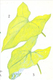 Gåsefod - Syngonium vellozianum - pasning