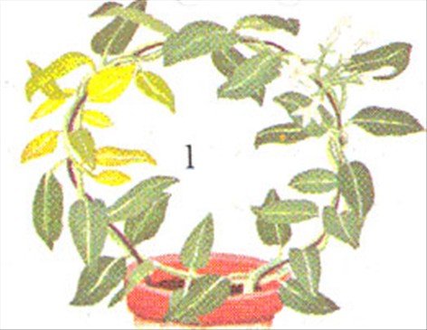 Duftranke - Stephanotis floribunda - pasning