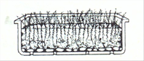 Slørasparges - Asparagus plumosus - pasning