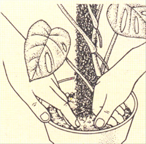 Fingerphilodendron - Monstera deliciosa - pasning