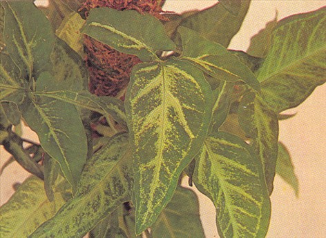 Gåsefod - Syngonium vellozianum - pasning