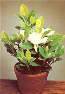 rille Dripping Udsøgt Gardenia - Gardenia jasminoides