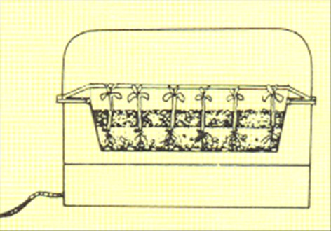 Spanskpeber - Capsicum annuum - pasning