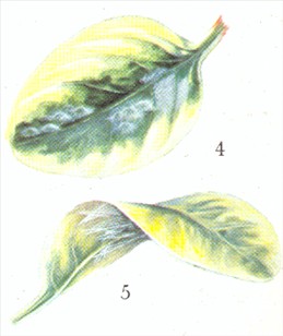Musehaleaks - Peperomia magnoliaefolia - pasning