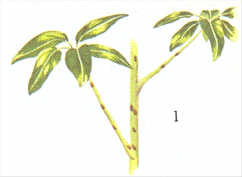 Paraplyplante - Schefflera actinophylla - pasning