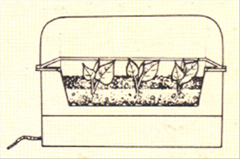 Philodendron, klatrende - Philodendron scandens - pasning