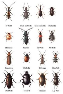 - Coleoptera