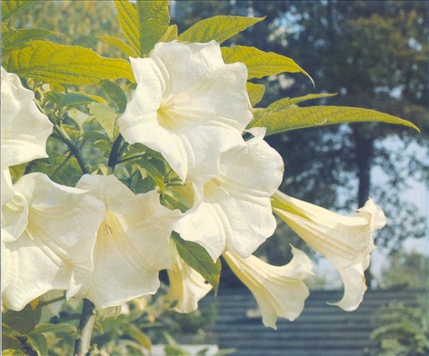 Engletrompet -  Brugmansia / Datura suaveolens