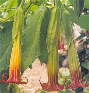 Engletrompet -  Brugmansia / Datura suaveolens