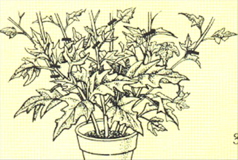 Hawaiiblomst - Hibiscus rosa-sinensis - pasning