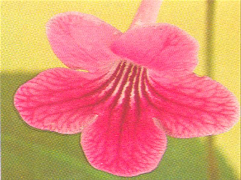 Spiralfrugt - Streptocarpus - pasning