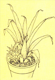 Ananas – Ananas comosus - pasning