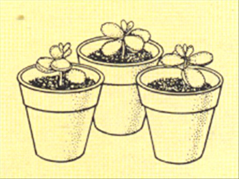 Kaktus og sukkulenter - pasning