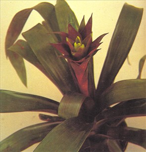 Juvelblomst - Guzmania minor - pasning