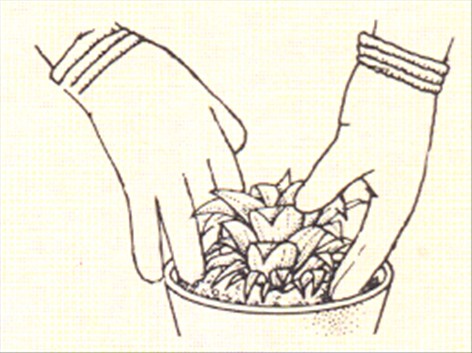 Ananas – Ananas comosus - pasning