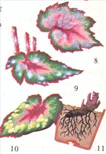 Bladbegonier - Begonia rex og Begonia masoniana - pasning