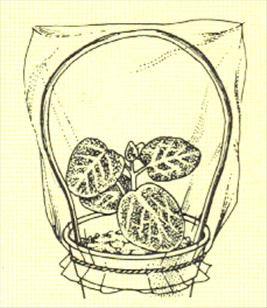 Rødåre - Fittonia verschaffeltii - pasning