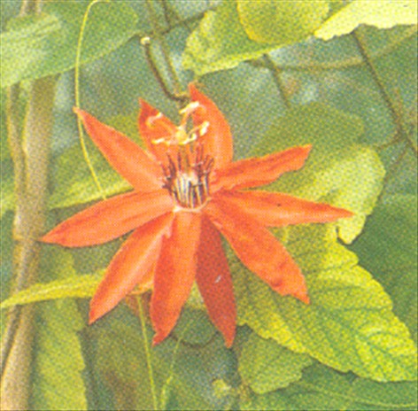 Passionsblomst - Passiflora caerulea - pasning