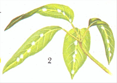 Paraplyplante - Schefflera actinophylla - pasning