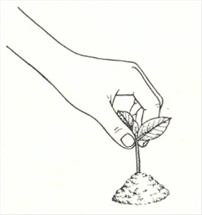 Gardenia - Gardenia jasminoides - pasning