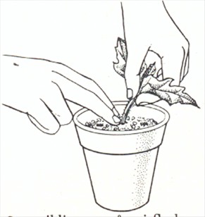 Fløjlsplante - Gynura sarmentosa - pasning