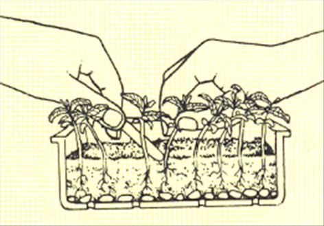 Koralkirsebær - Solanum capsicastrum - pasning