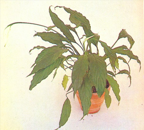 Fredslilje - Spathiphyllum wallisii - pasning