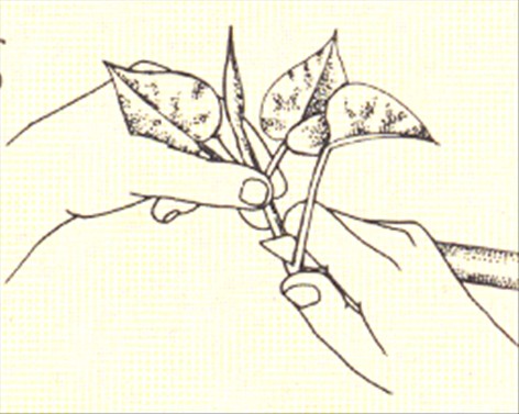 Guldranke - Scindapsus aureus - pasning