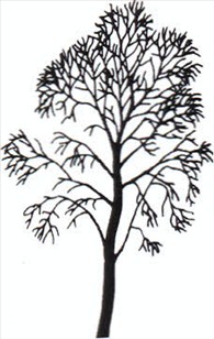 Skyrækker - Ailanthus altissima, synonym A. glandulosa