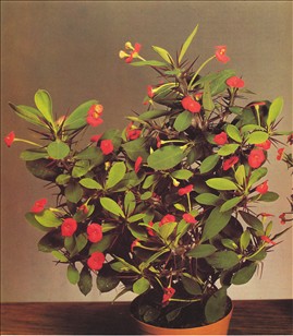 Kristi Euphorbia milii