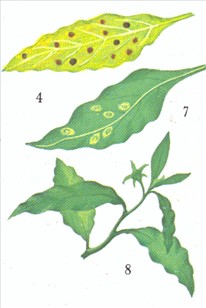 Koralkirsebær - Solanum capsicastrum - pasning