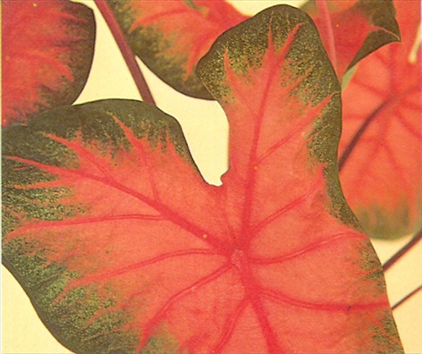 Elefantøre - Caladium bicolor - pasning