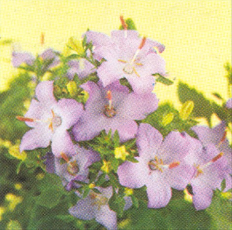 Betlehemstjerne - Campanula isophylla - pasning