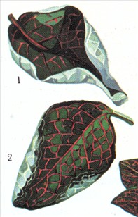 Rødåre - Fittonia verschaffeltii - pasning