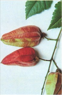 Kinesertræ - Koelreuteria paniculata.