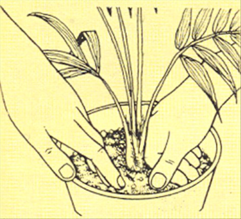 Kentiapalme - Kentia forsteriana - pasning