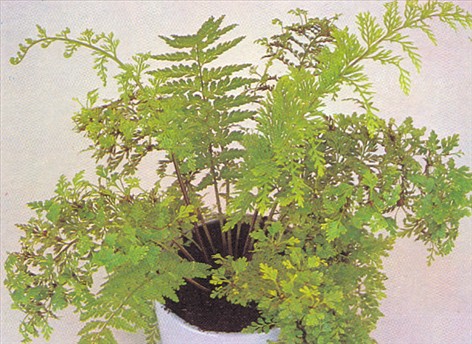 Fuglerede bregne - Asplenium nidus avis - pasning