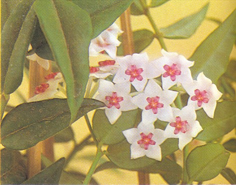 Voksblomst - Hoya carnosa - pasning