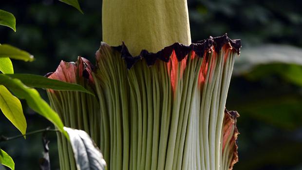 Penisblomst - amorphophallus titanum