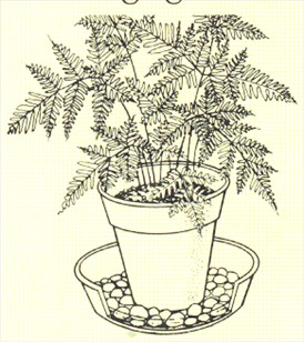 Kantbregne - Pteris tremula - pasning