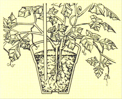 Kongevin - Rhoicissus rhomboidea - pasning