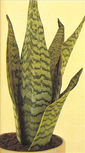 Svigermors skarpe tunge - Sansevieria trifasciata - pasning