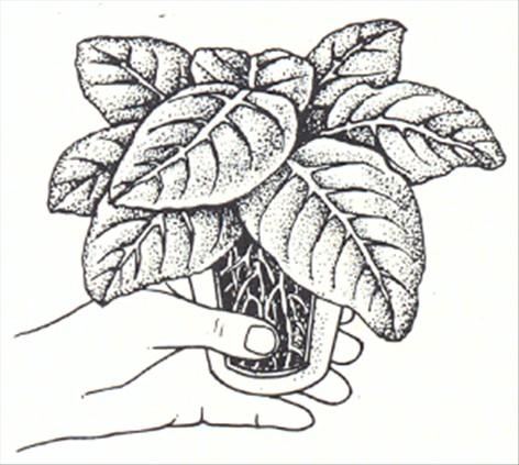 Gloxinia - Sinningia speciosa - pasning